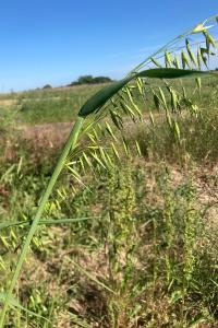 <i>Avena fatua</i>