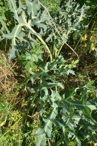 <i>Eryngium campestre</i>