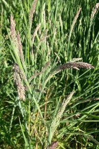 <i>Holcus lanatus</i>
