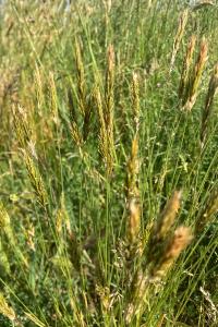 <i>Anthoxanthum odoratum</i>