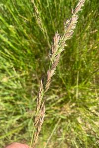 <i>Schedonorus pratensis</i>