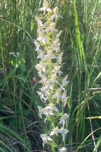 <i>Platanthera chlorantha</i>