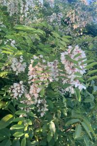 <i>Robinia pseudoacacia</i>