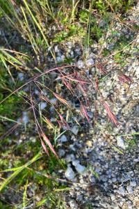 <i>Anisantha sterilis</i>