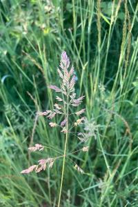 <i>Poa pratensis</i>