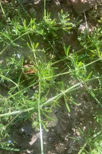 <i>Galium aparine</i>