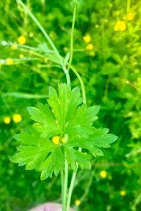 <i>Ranunculus acris</i>