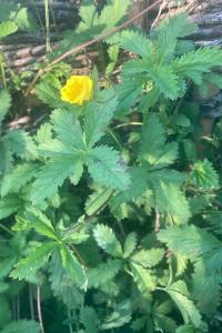 <i>Potentilla reptans</i>