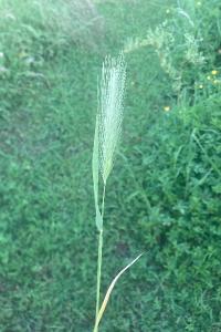 <i>Hordeum murinum</i>