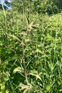 <i>Urtica dioica</i>