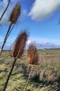 <i>Dipsacus fullonum</i>