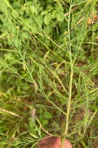 <i>Asparagus officinalis</i>
