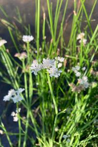 <i>Oenanthe fistulosa</i>