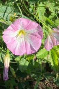<i>Convolvulus arvensis</i>
