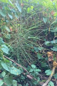 <i>Equisetum arvense</i>