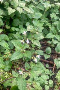 <i>Solanum nigrum</i>