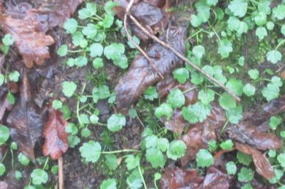 <i>Ranunculus paludosus</i>