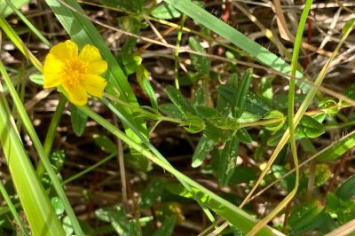 <i>Helianthemum nummularium</i>
