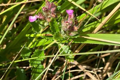 <i>Teucrium chamaedrys</i>