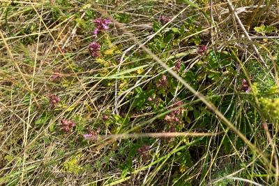 <i>Teucrium chamaedrys</i>