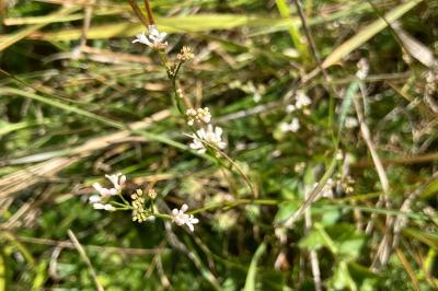 <i>Asperula cynanchica</i>