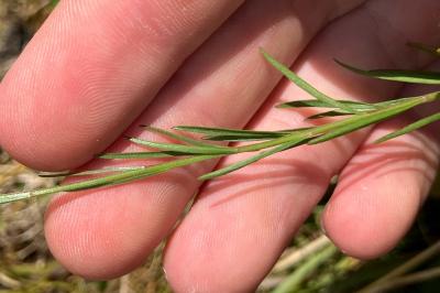 <i>Asperula cynanchica</i>