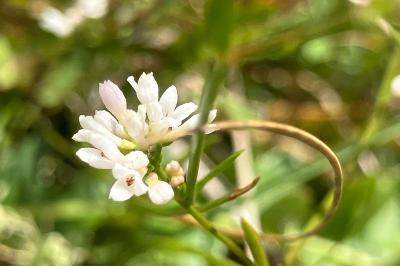 <i>Asperula cynanchica</i>