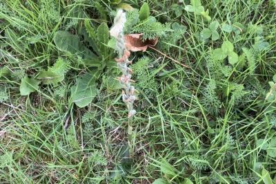<i>Spiranthes spiralis</i>