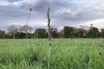 <i>Spiranthes spiralis</i>