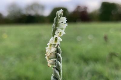 <i>Spiranthes spiralis</i>