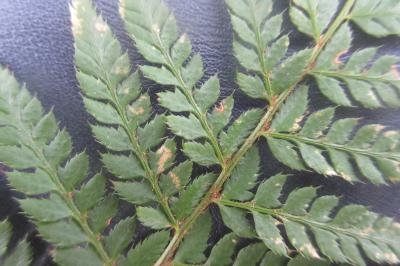<i>Polystichum aculeatum</i>