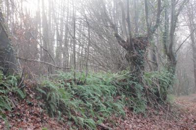 <i>Carpinus betulus</i>
