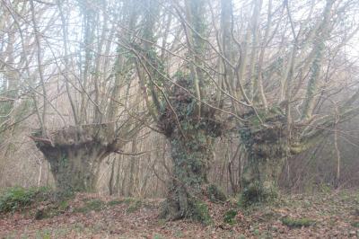 <i>Carpinus betulus</i>