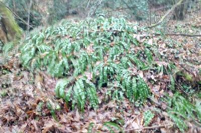 <i>Asplenium scolopendrium</i>