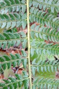 <i>Polystichum setiferum</i>