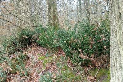 <i>Ruscus aculeatus</i>