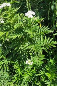 <i>Sambucus ebulus</i>