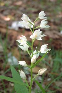 <i>Cephalanthera longifolia</i>