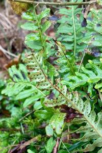 <i>Polypodium vulgare</i>