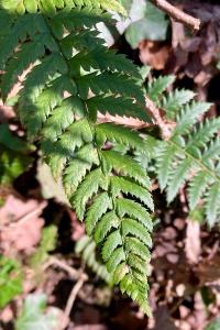 <i>Polystichum aculeatum</i>