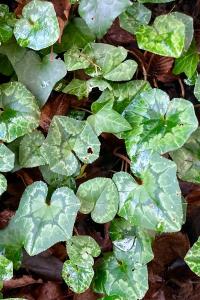 <i>Cyclamen hederifolium</i>