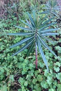 <i>Euphorbia lathyris</i>