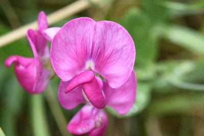 <i>Lathyrus latifolius</i>