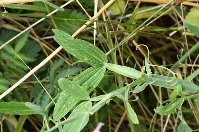 <i>Lathyrus latifolius</i>