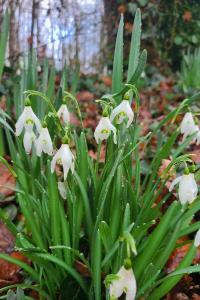 <i>Galanthus nivalis</i>