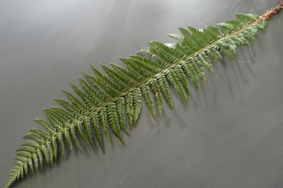 <i>Polystichum aculeatum</i>