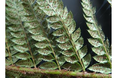 <i>Polystichum aculeatum</i>