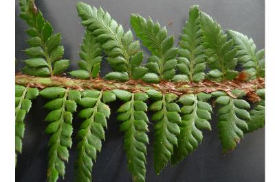 <i>Polystichum aculeatum</i>