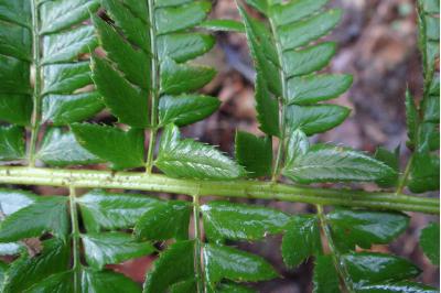 <i>Polystichum setiferum</i>