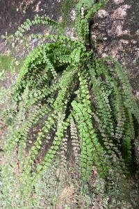 <i>Asplenium trichomanes</i>